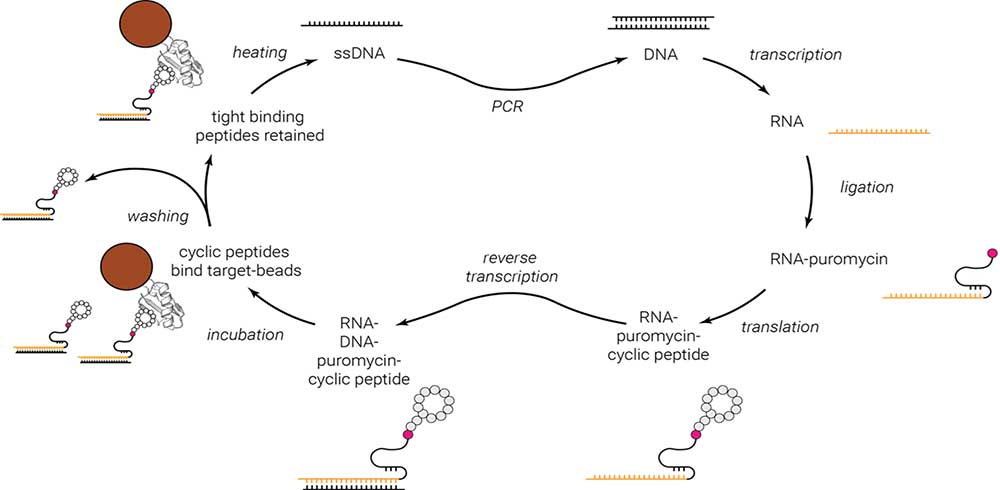 mRNA展示篩選靶向蛋白環(huán)肽抑制劑 mRNA展示篩選靶向蛋白環(huán)肽抑制劑