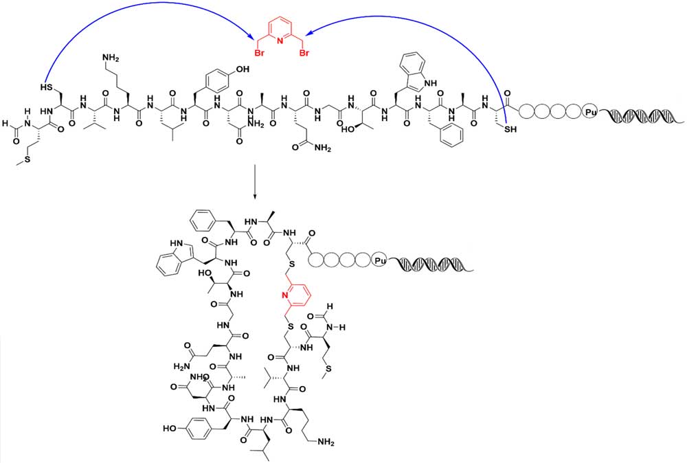 體外篩選具有雙硫醚鍵環(huán)肽 體外篩選具有雙硫醚鍵環(huán)肽